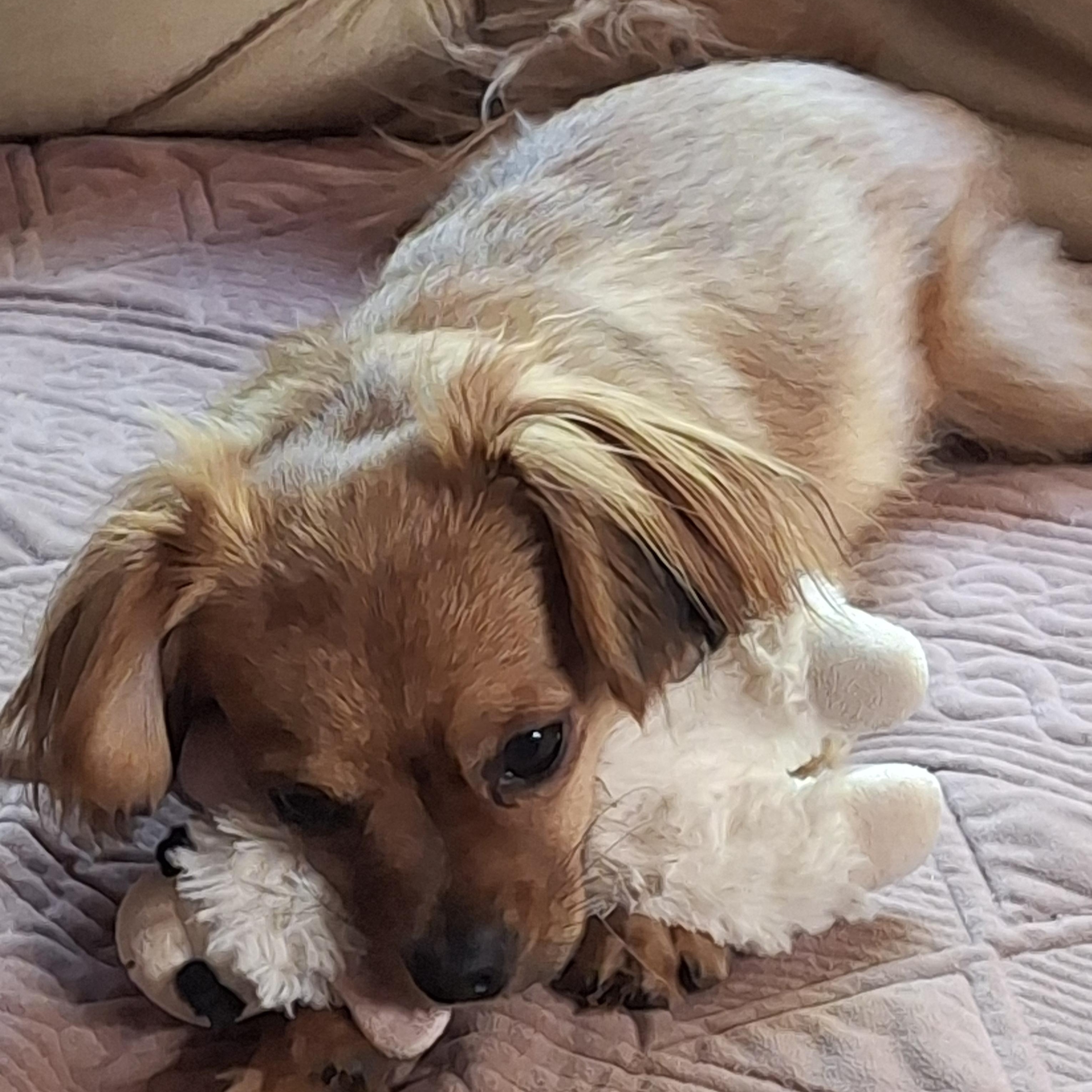 Enlarge Leo, a ADOPTABLE mixed breed in Tucson, AZ image 5/5