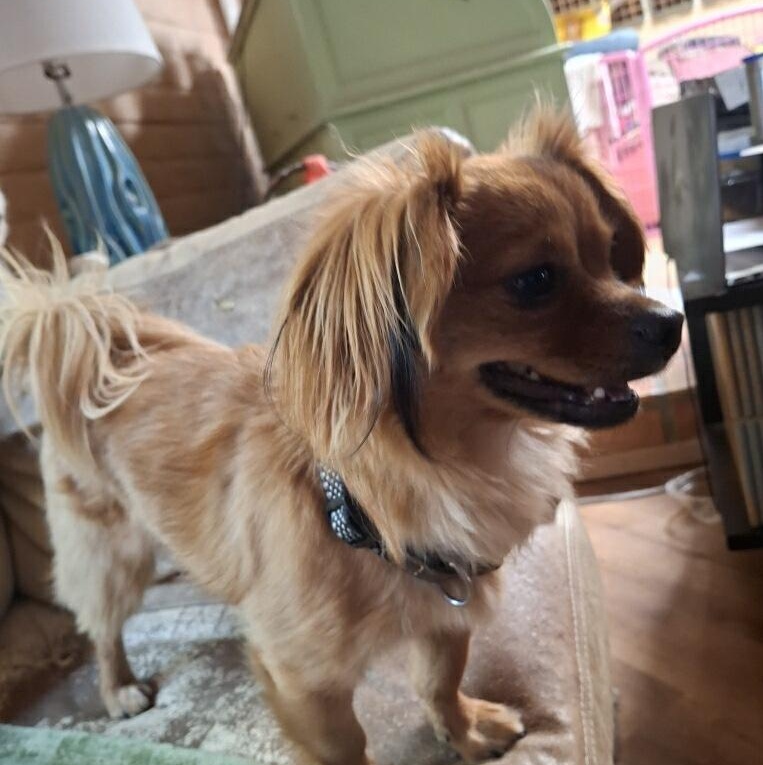 Enlarge Leo, a ADOPTABLE mixed breed in Tucson, AZ image 2/4