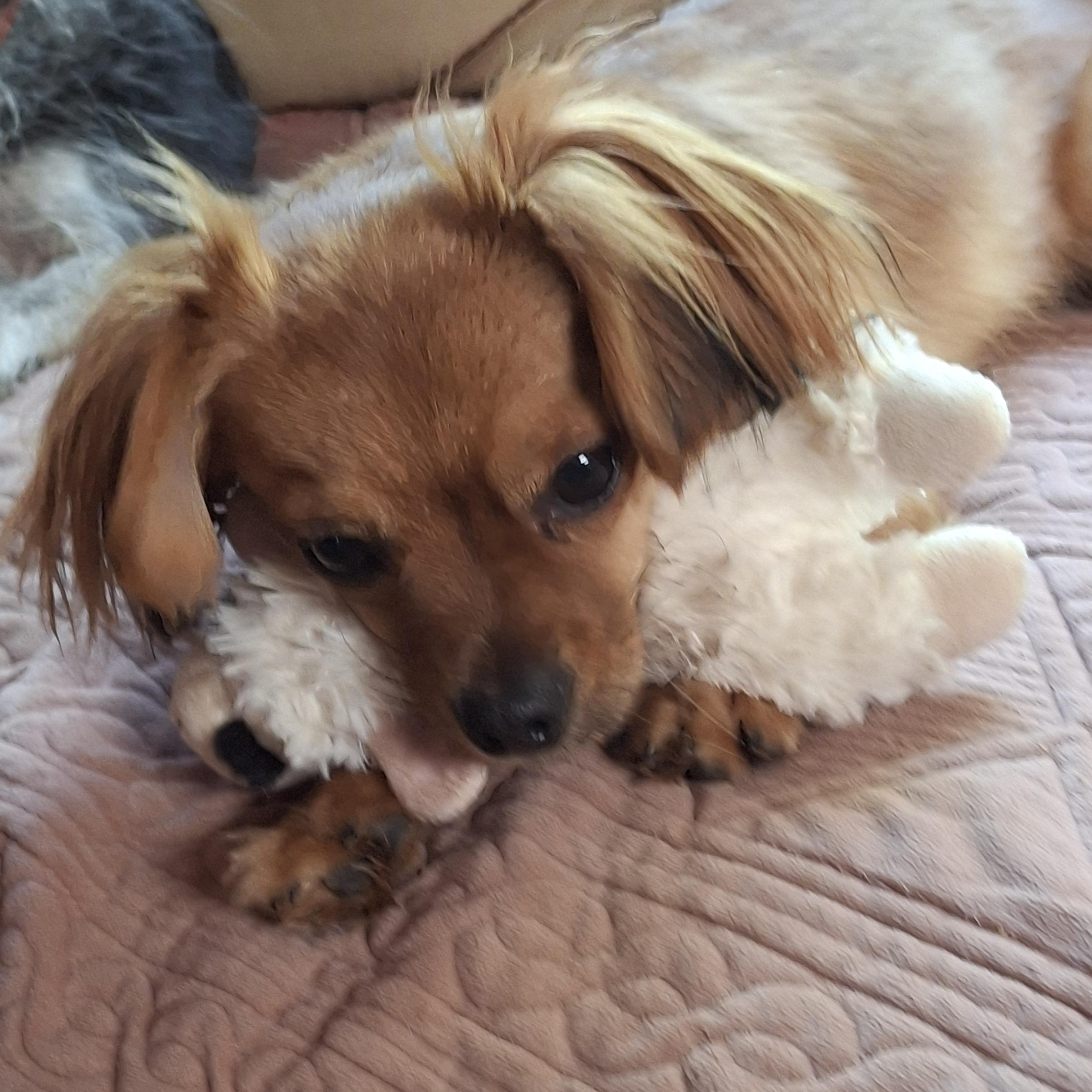 Enlarge Leo, a ADOPTABLE mixed breed in Tucson, AZ image 1/5