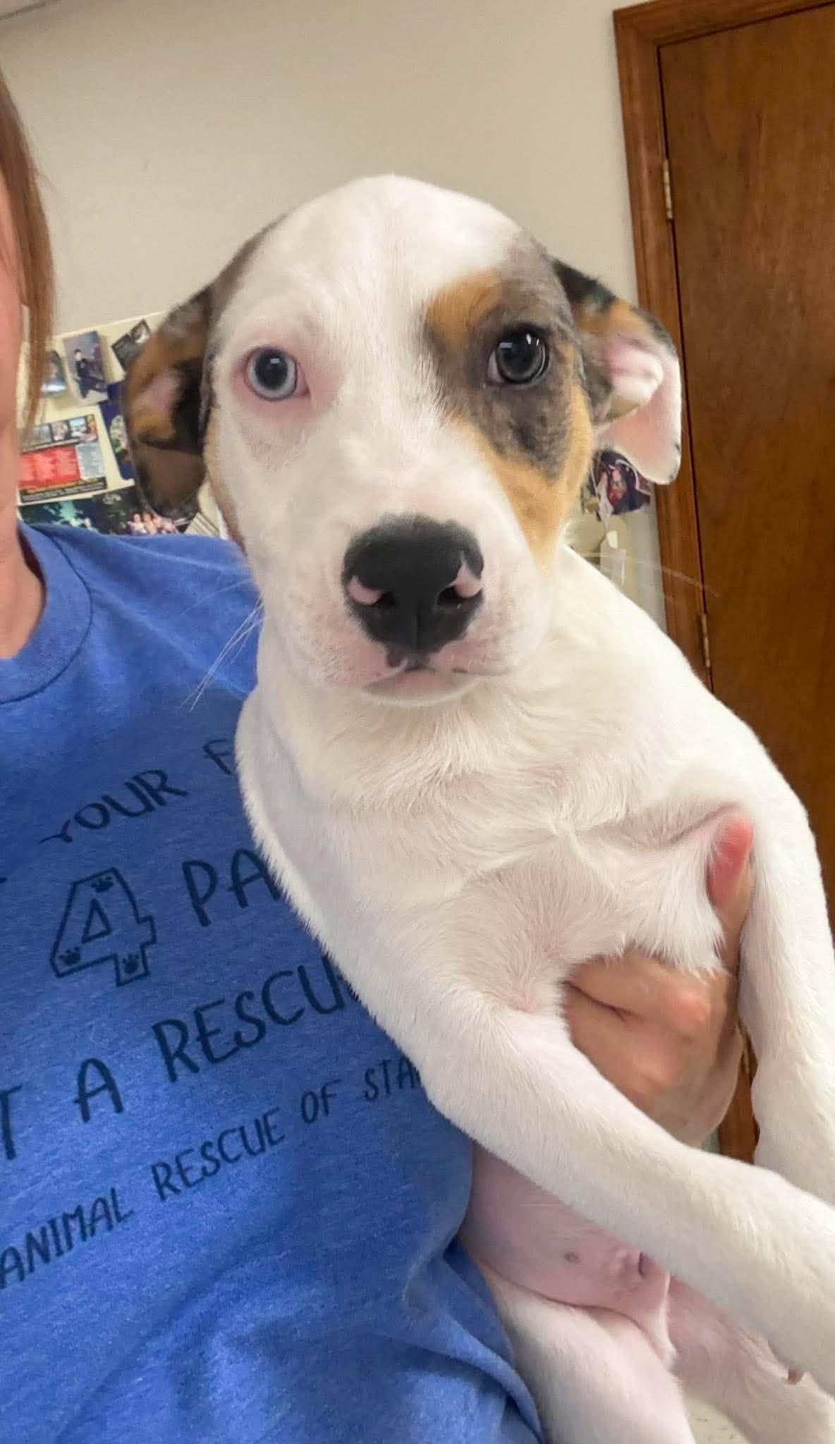 Jack, a ADOPTABLE Mixed Breed in Northwood, NH image 4/4