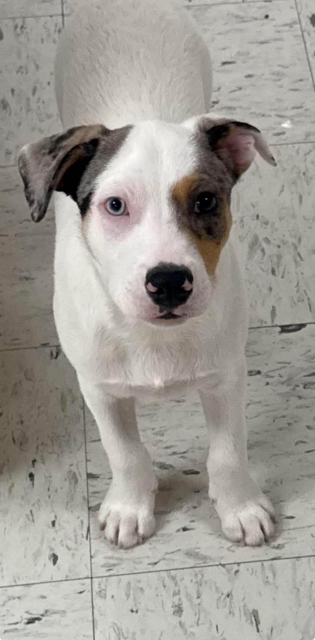 Jack, a ADOPTABLE Mixed Breed in Northwood, NH image 1/4