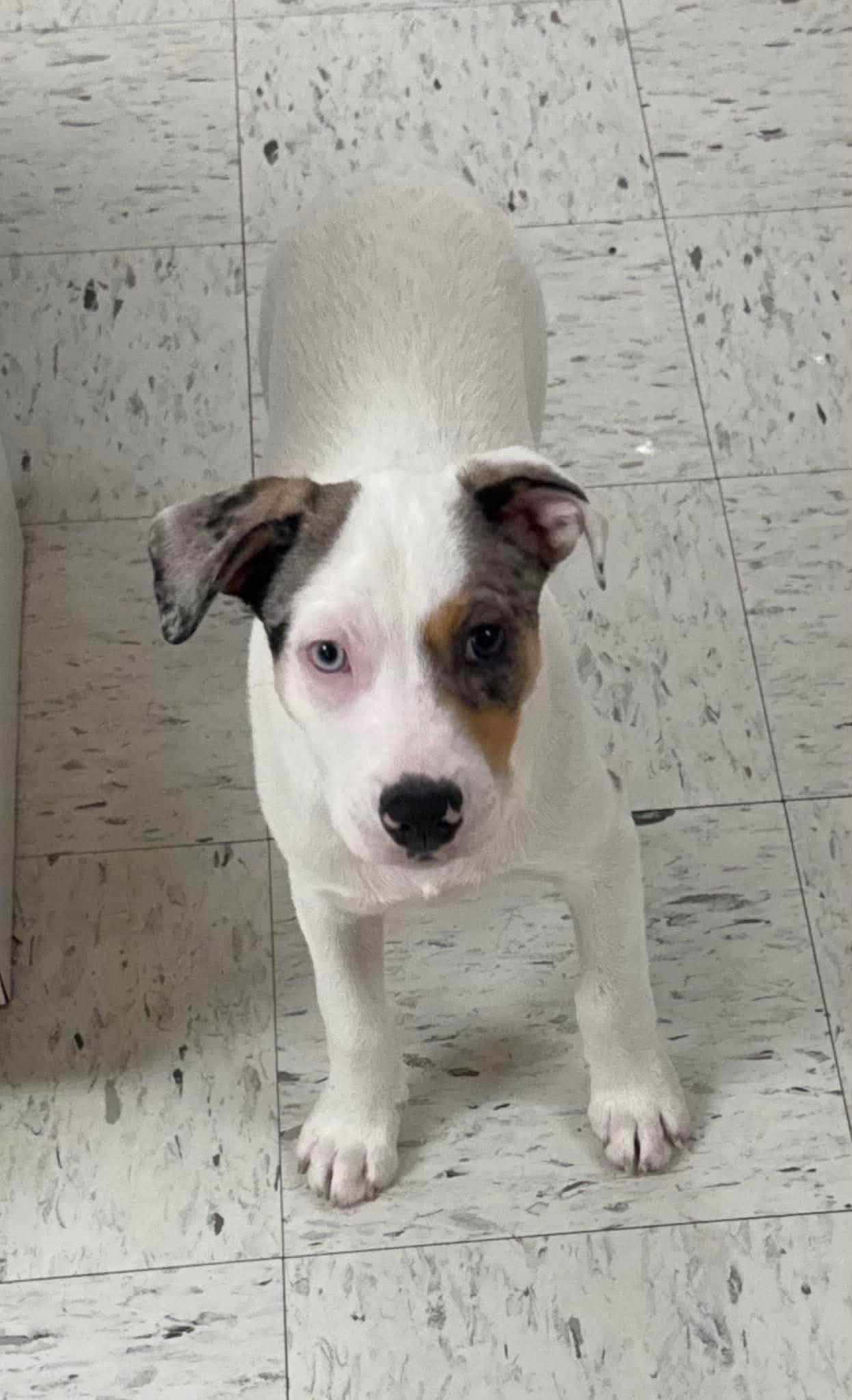 Jack, a ADOPTABLE Mixed Breed in Northwood, NH image 2/4