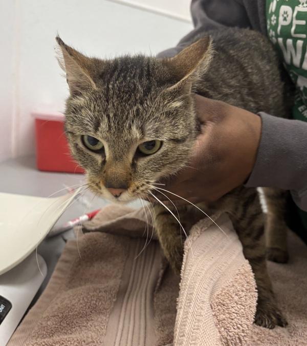 Enlarge Royal - Bonded W/ Yarrow, a Adoptable mixed breed in Silverdale, WA image 2/2