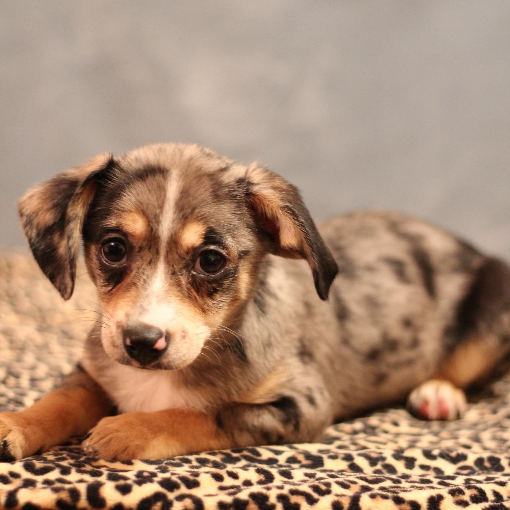 Enlarge Boo, an adopted mixed breed in Yukon, OK image 2/3