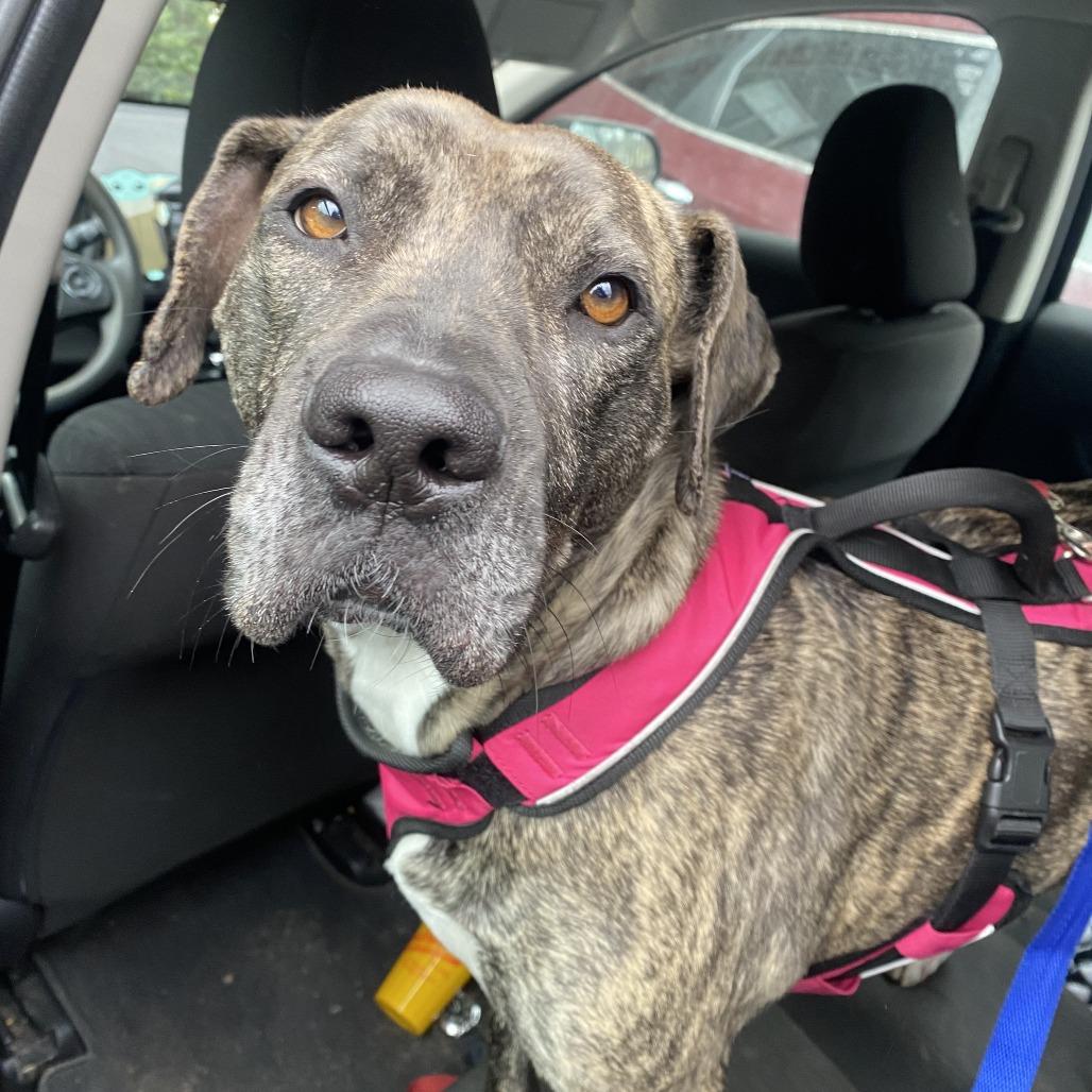 Mrs. Claus (I have a Secret Crush!), a Adoptable mixed breed in Decatur, GA image 1/6