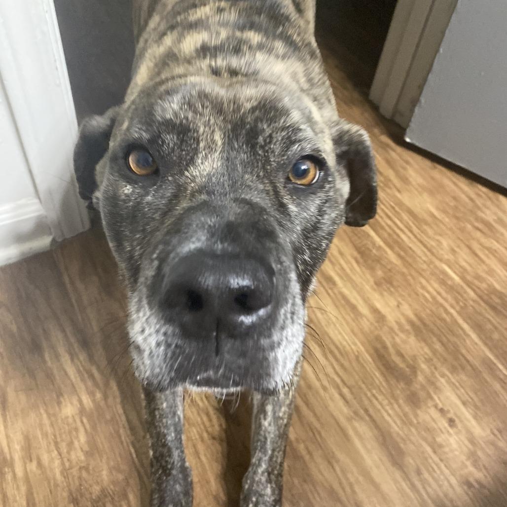 Enlarge Mrs. Claus (I have a Secret Crush!), a Adoptable mixed breed in Decatur, GA image 2/6
