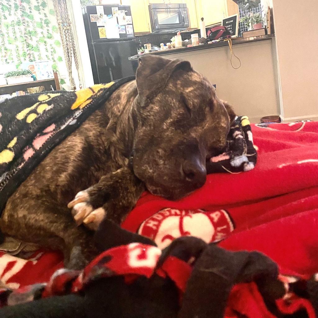 Mrs. Claus (I have a Secret Crush!), a Adoptable mixed breed in Decatur, GA image 3/6