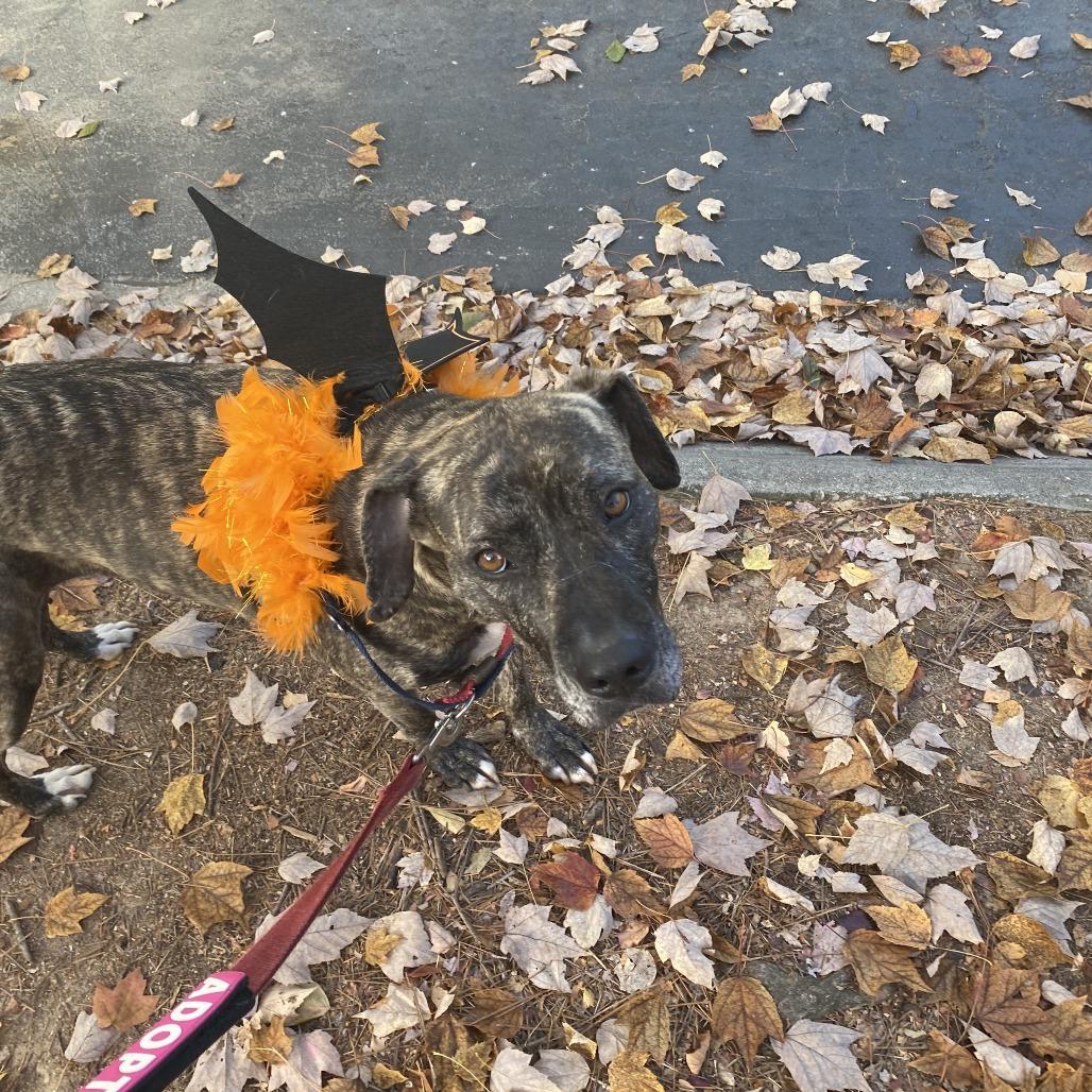 Enlarge Mrs. Claus (I have a Secret Crush!), a Adoptable mixed breed in Decatur, GA image 3/6