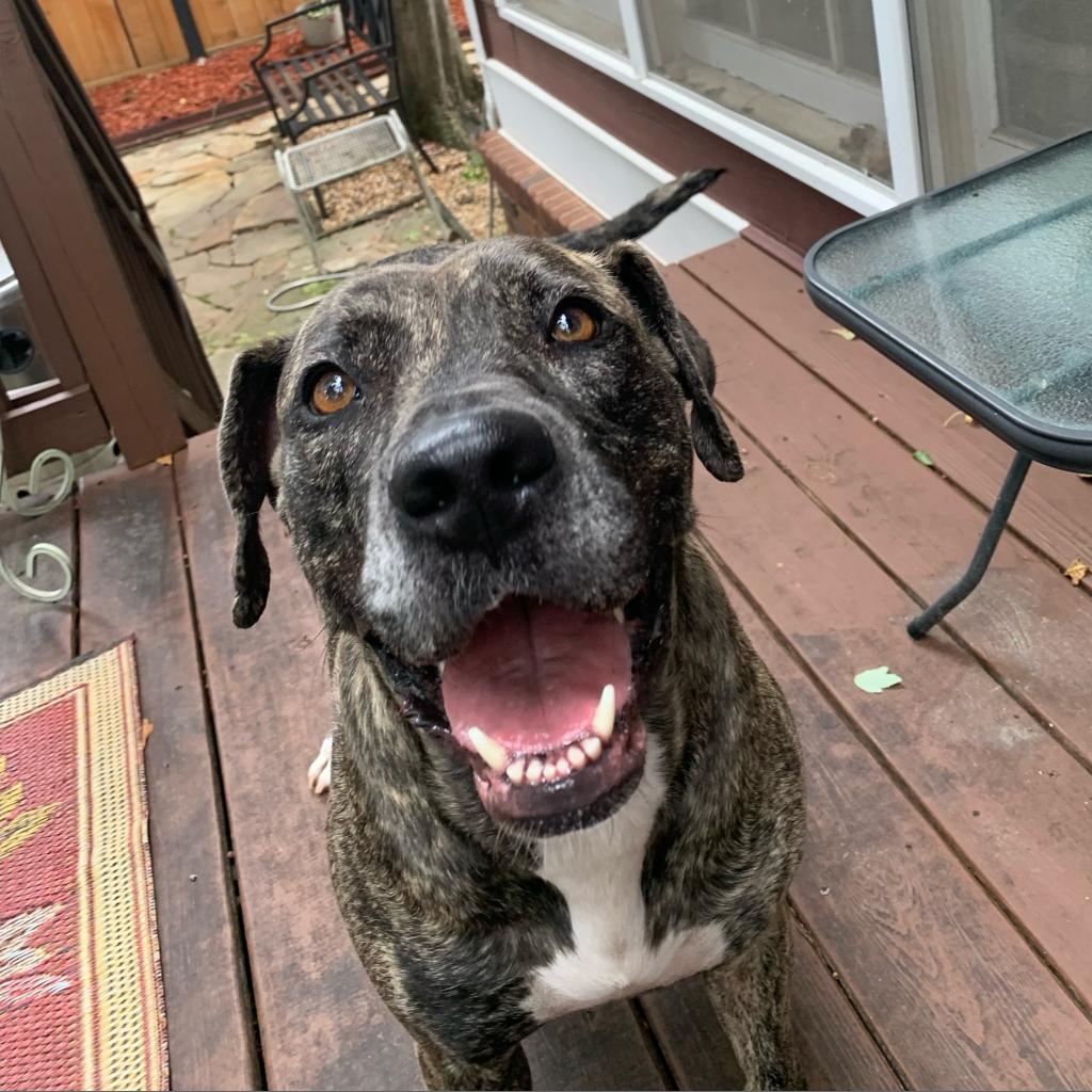 Mrs. Claus (I have a Secret Crush!), a Adoptable mixed breed in Decatur, GA image 4/6