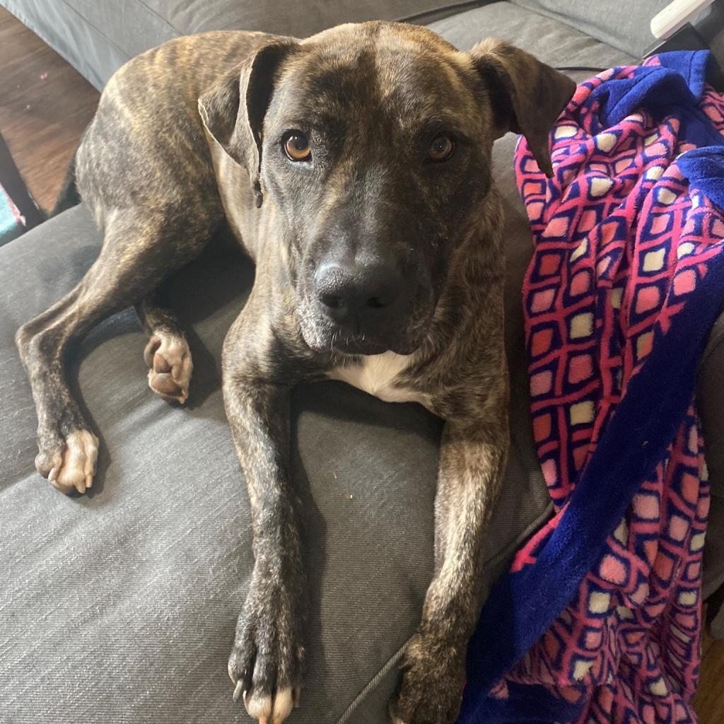 Mrs. Claus (I have a Secret Crush!), a Adoptable mixed breed in Decatur, GA image 5/6