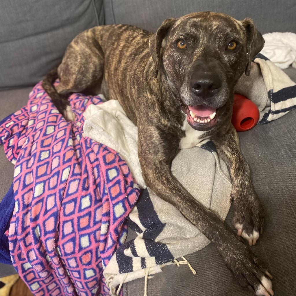 Mrs. Claus (I have a Secret Crush!), a Adoptable mixed breed in Decatur, GA image 6/6