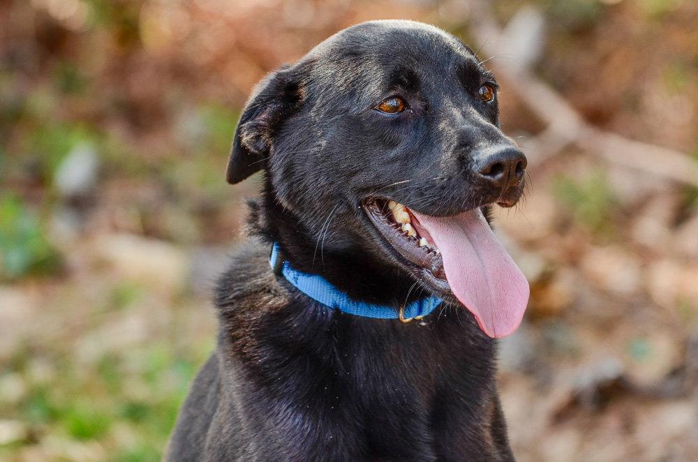 Cash, a Adoptable Labrador Retriever in Brick, NJ image 1/3