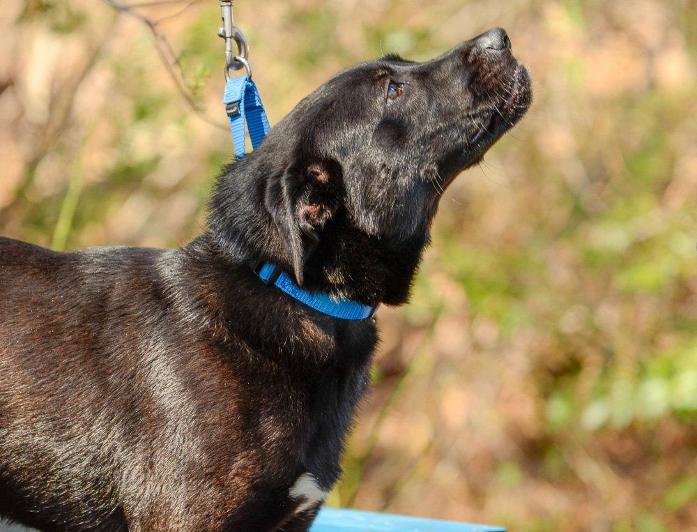 Cash, a Adoptable Labrador Retriever in Brick, NJ image 2/3