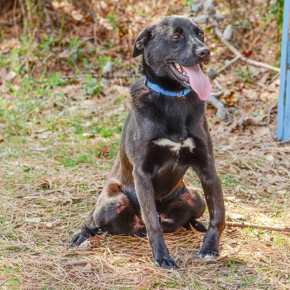 Cash, a Adoptable Labrador Retriever in Brick, NJ image 3/3