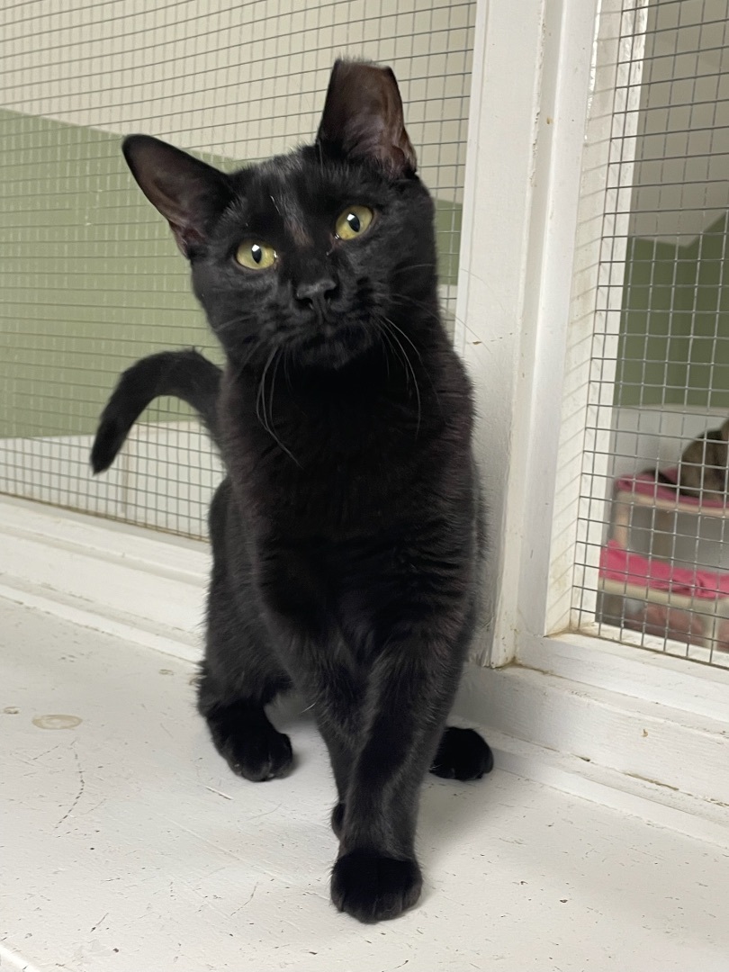 Cinnamon (bonded to Nutmeg), a Adoptable Domestic Short Hair in Queenstown, MD image 2/6