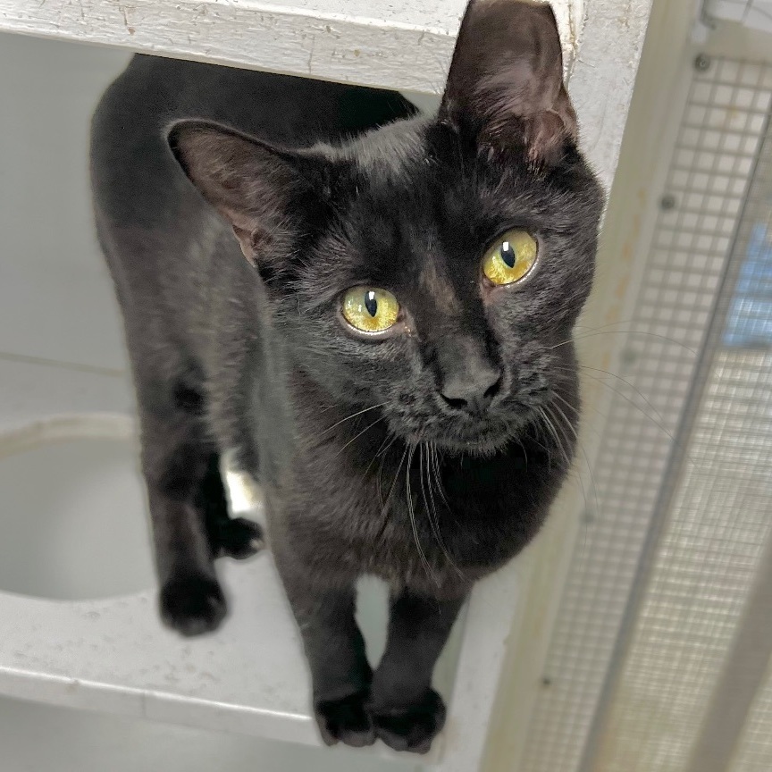 Cinnamon (bonded to Nutmeg), a Adoptable Domestic Short Hair in Queenstown, MD image 1/6