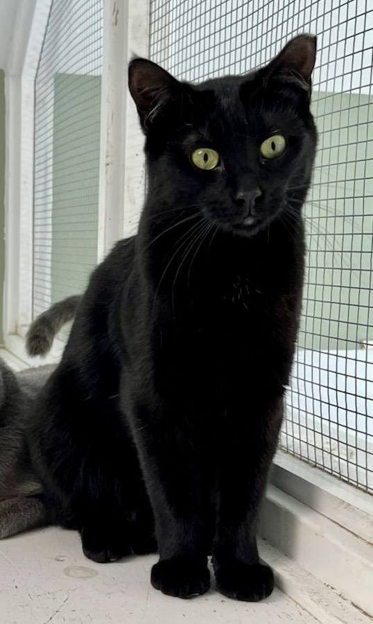 Cinnamon (bonded to Nutmeg), a Adoptable Domestic Short Hair in Queenstown, MD image 4/6