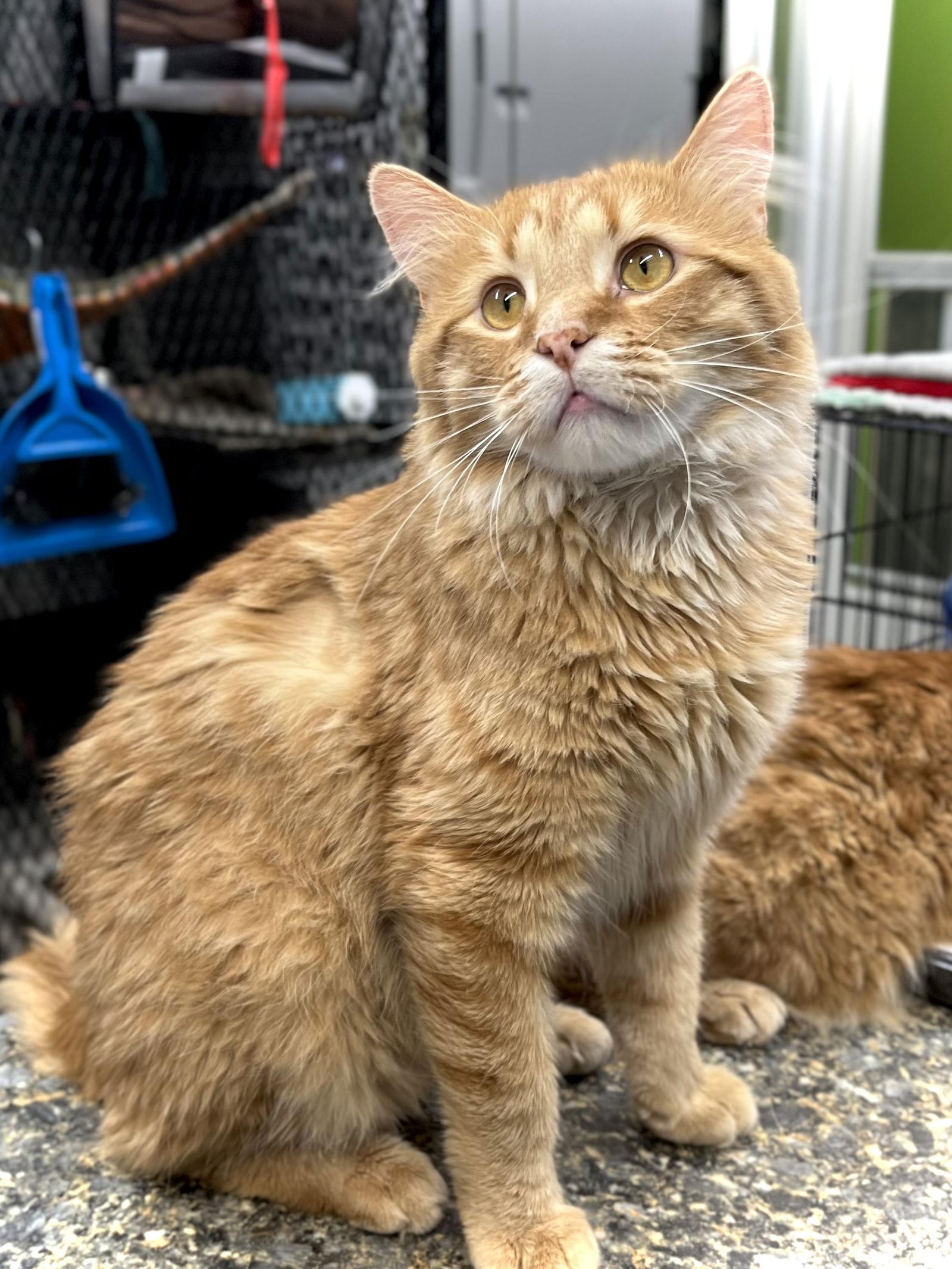 Enlarge Dundee, a Adopted Domestic Long Hair in Estherville, IA image 1/3