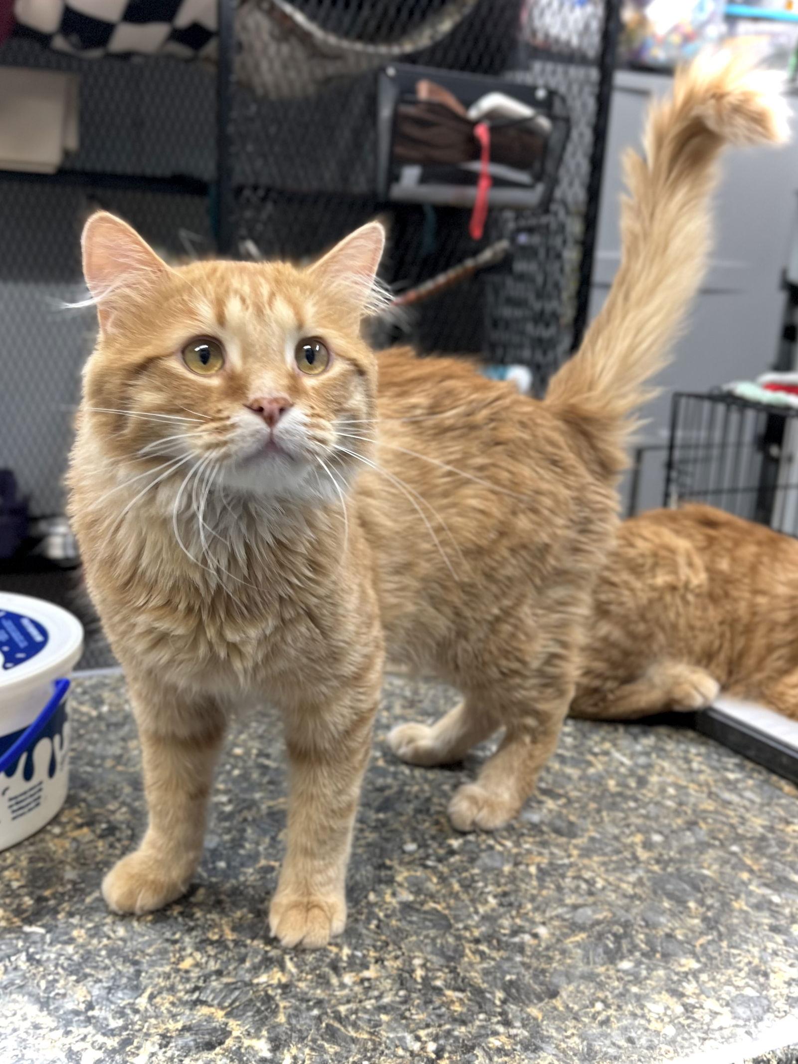 Enlarge Dundee, a Adopted Domestic Long Hair in Estherville, IA image 2/3
