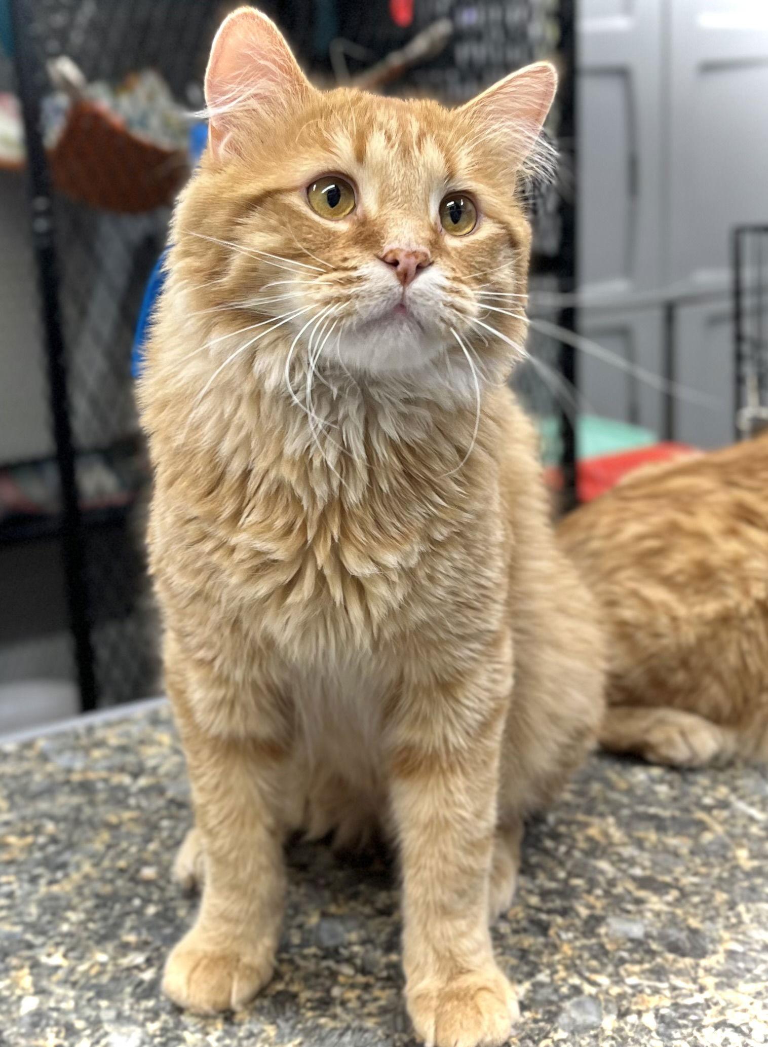 Enlarge Dundee, a Adopted Domestic Long Hair in Estherville, IA image 3/3
