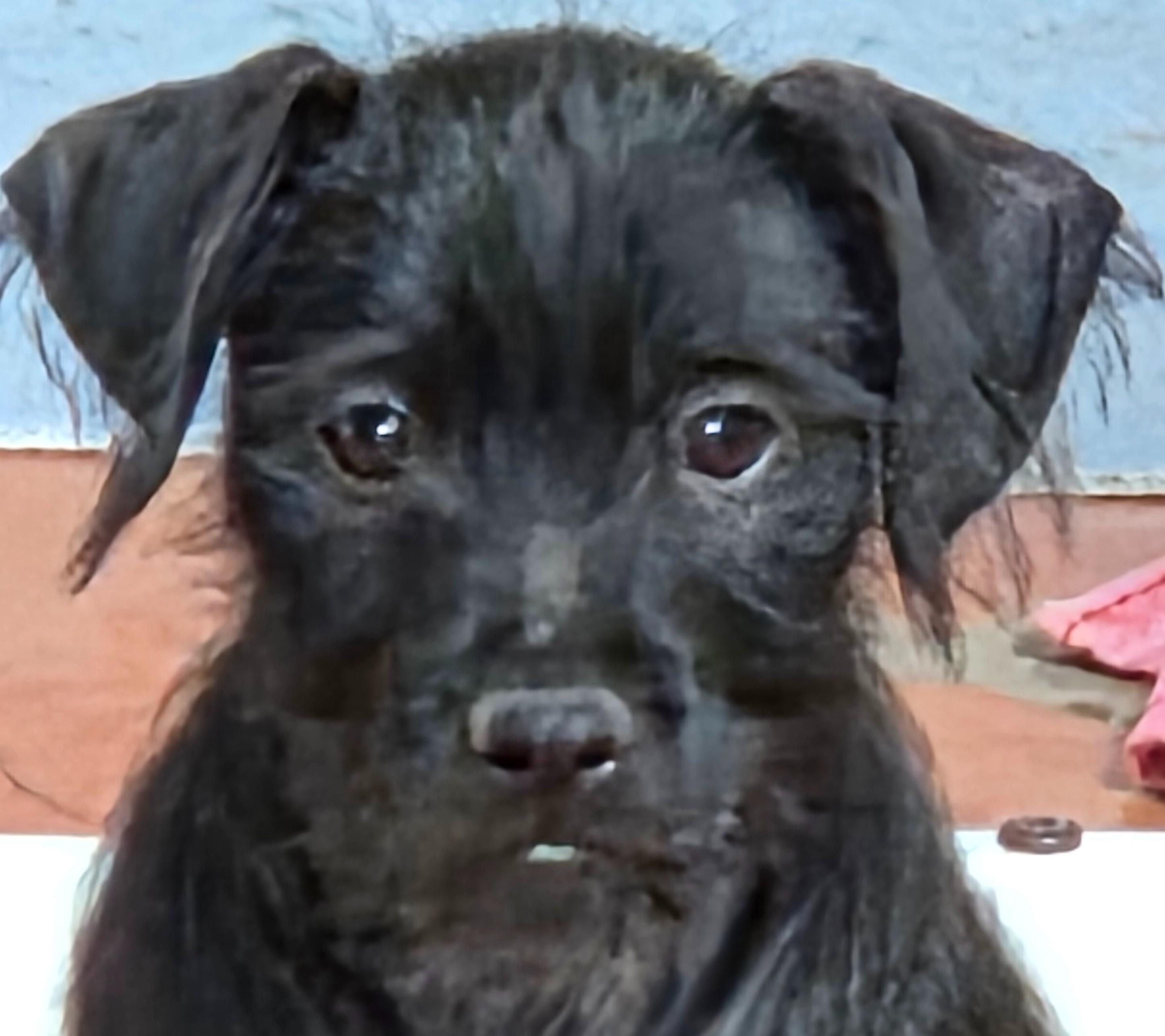 Enlarge NERO, a ADOPTABLE mixed breed in Tucson, AZ image 1/2