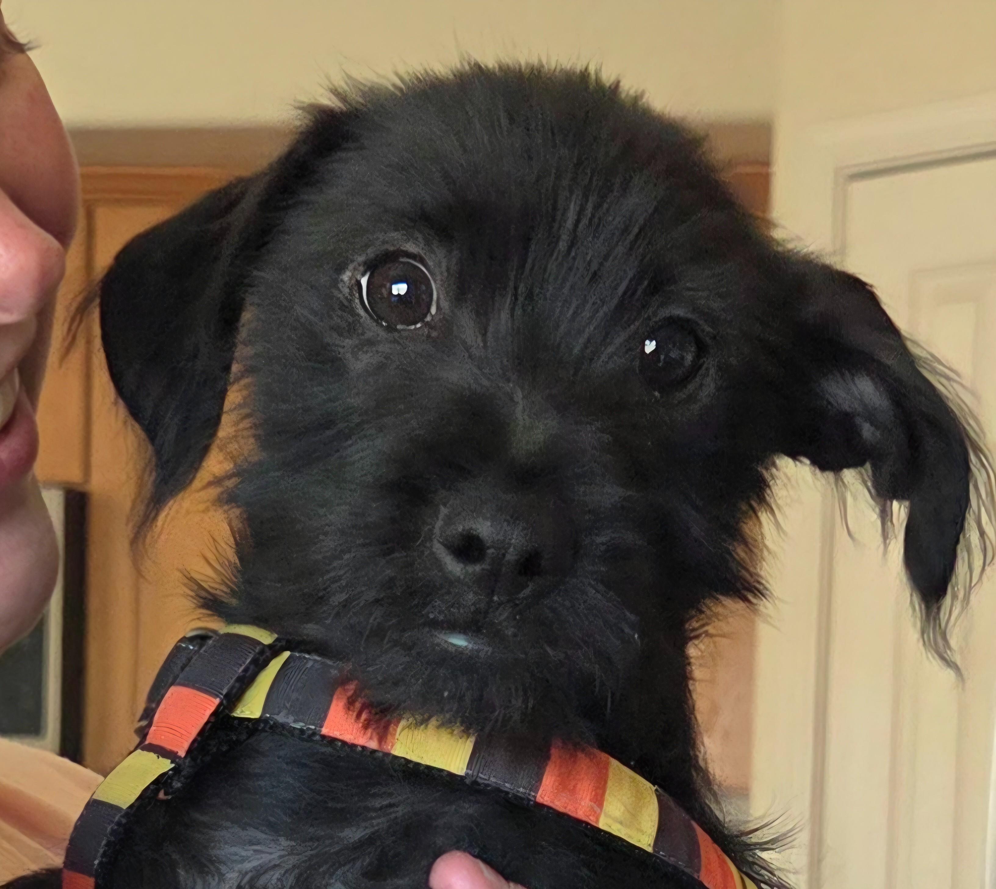 Enlarge TATOO, an adopted mixed breed in Tucson, AZ image 2/3