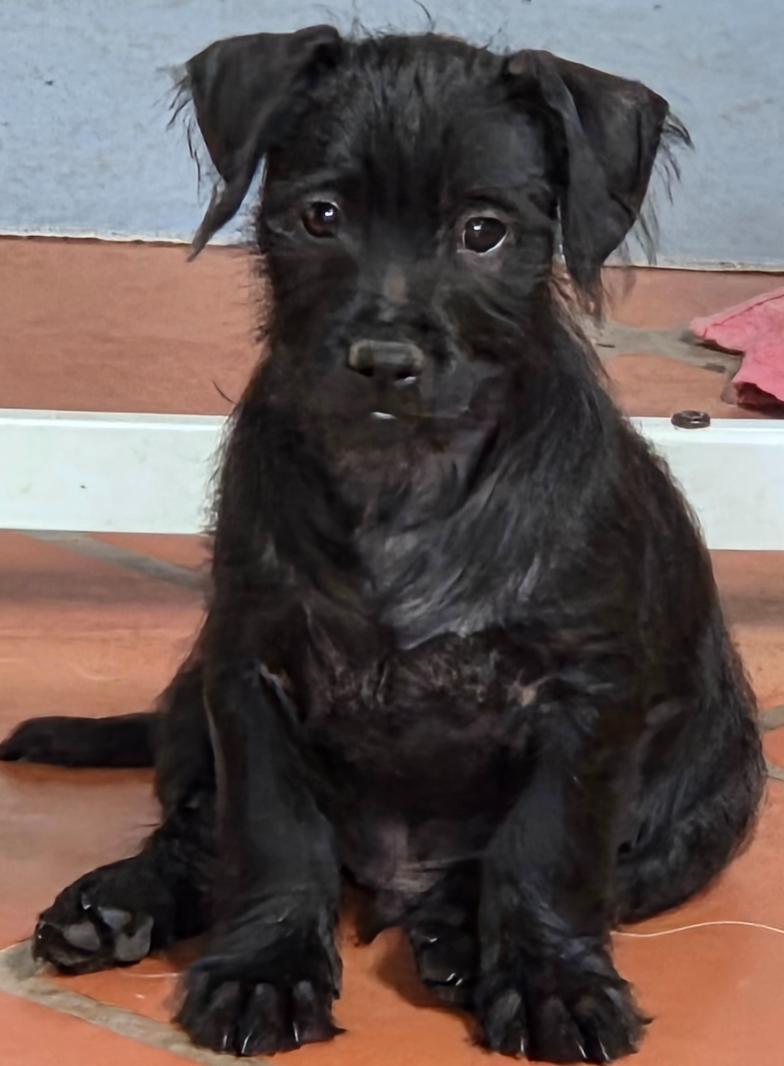 Enlarge TATOO, an adoptable mixed breed in Tucson, AZ image 2/3