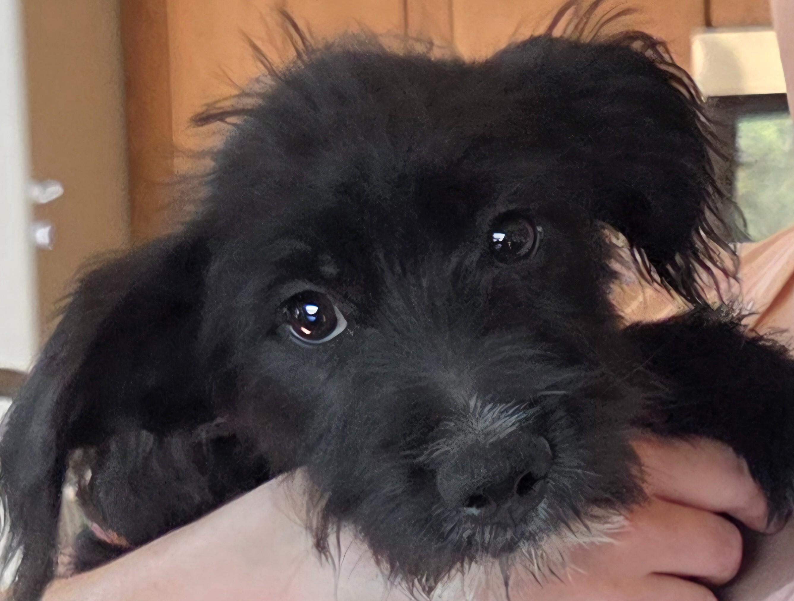 Enlarge TATOO, an adopted mixed breed in Tucson, AZ image 1/3