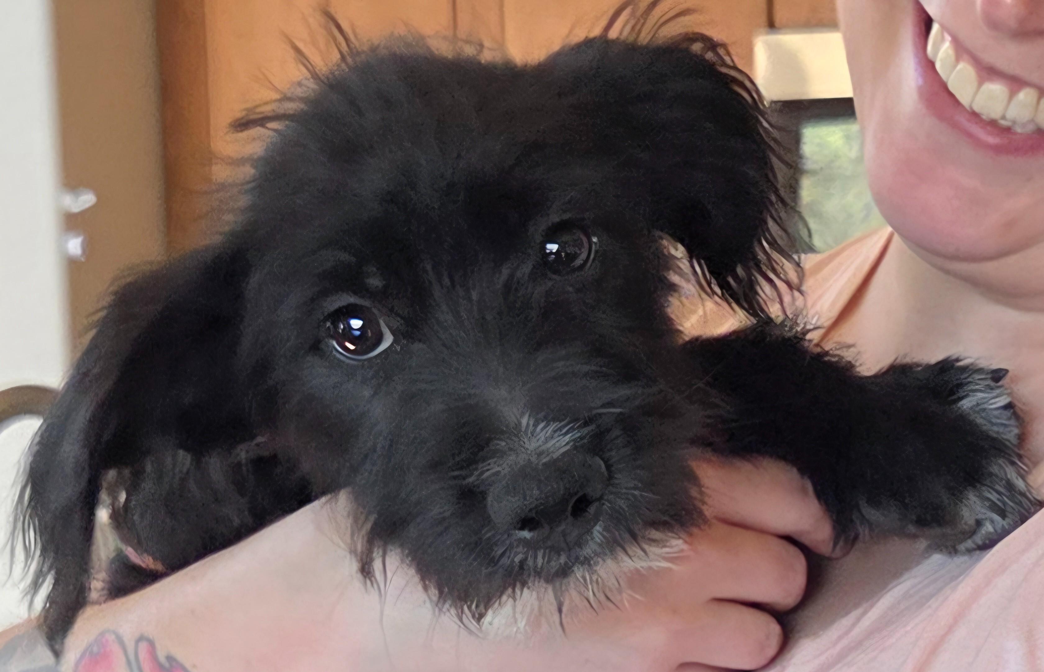 Enlarge TATOO, an adopted mixed breed in Tucson, AZ image 3/3