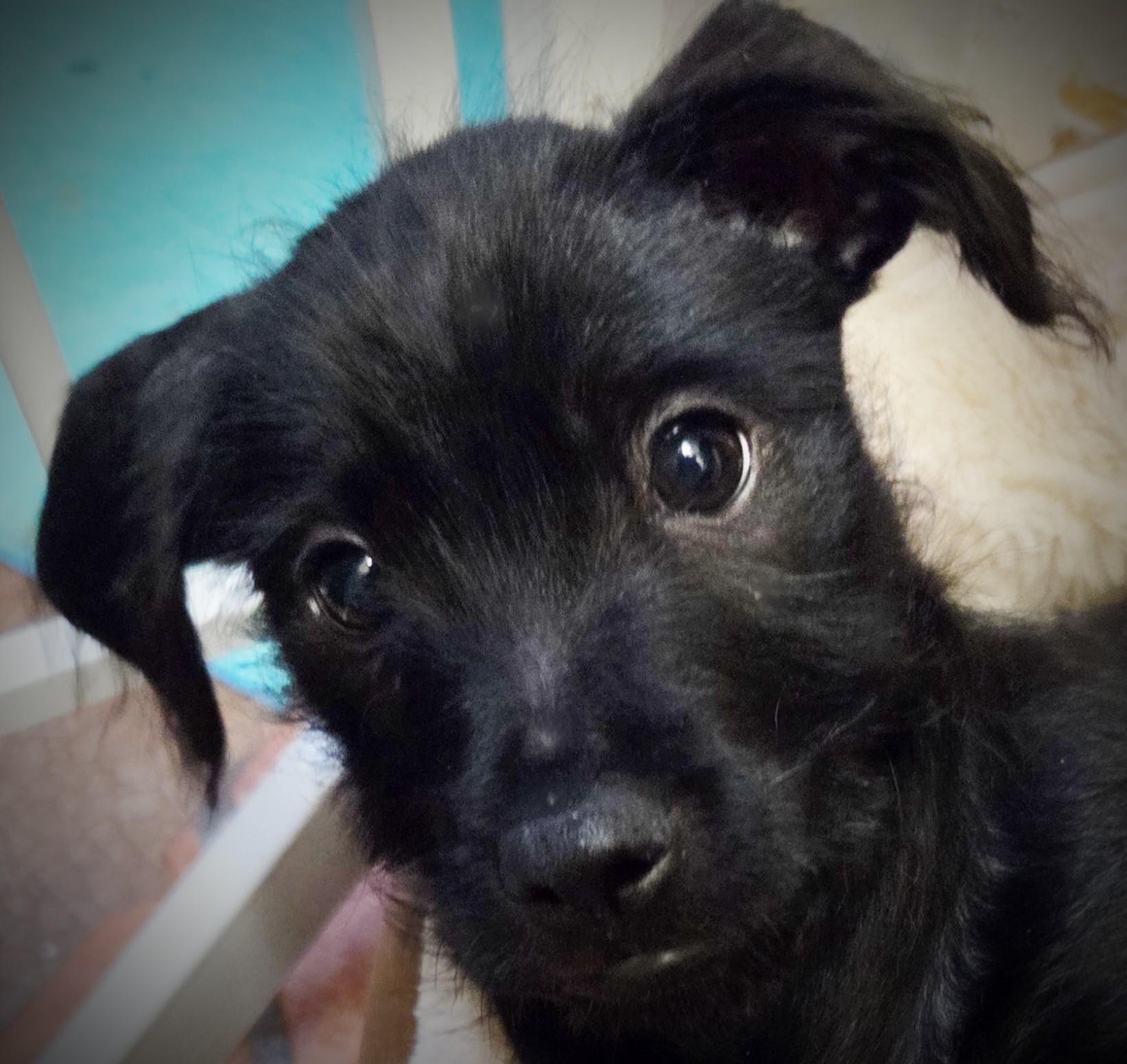 TATOO, adoptable, Puppy Male Pug & Chihuahua.