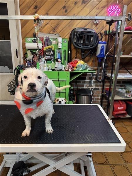 Ralphie, Adoptable, Young Male Terrier & Pit Bull Terrier.