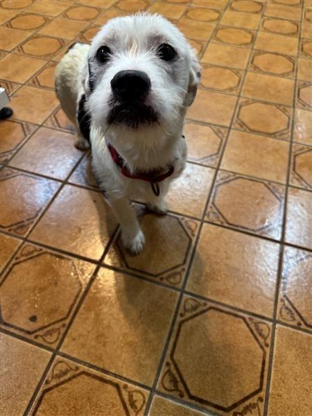 Ralphie, a Adoptable mixed breed in Gloversville, NY image 1/3