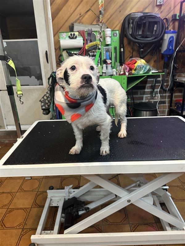 Ralphie, a Adoptable mixed breed in Gloversville, NY image 3/3