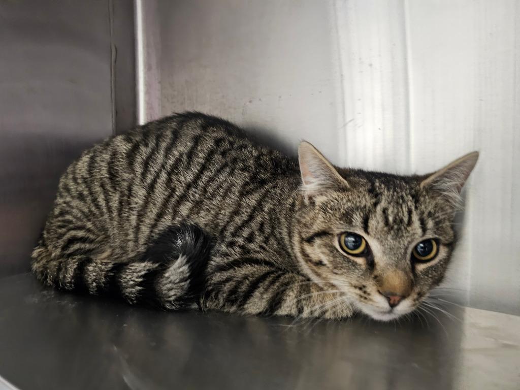 Giovanni, Adoptable, Young Male Domestic Short Hair.