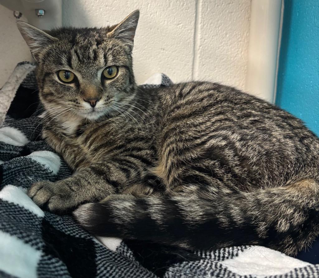 Enlarge Giovanni, a Adoptable mixed breed in Greeneville, TN image 2/2