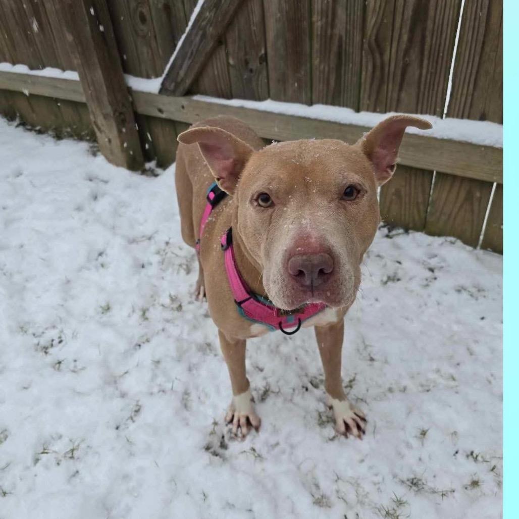 Scarlett, a Adoptable Pit Bull Terrier in Baton Rouge, LA image 1/4