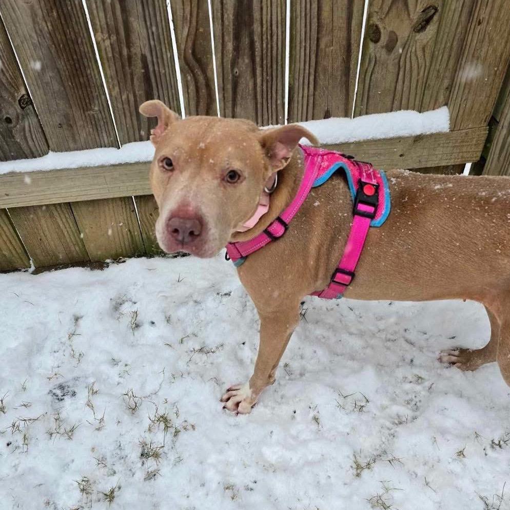 Scarlett, a Adoptable Pit Bull Terrier in Baton Rouge, LA image 3/4