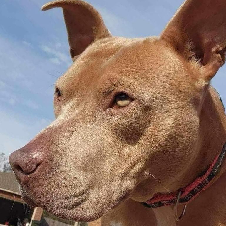 Scarlett, a Adoptable Pit Bull Terrier in Baton Rouge, LA image 4/4