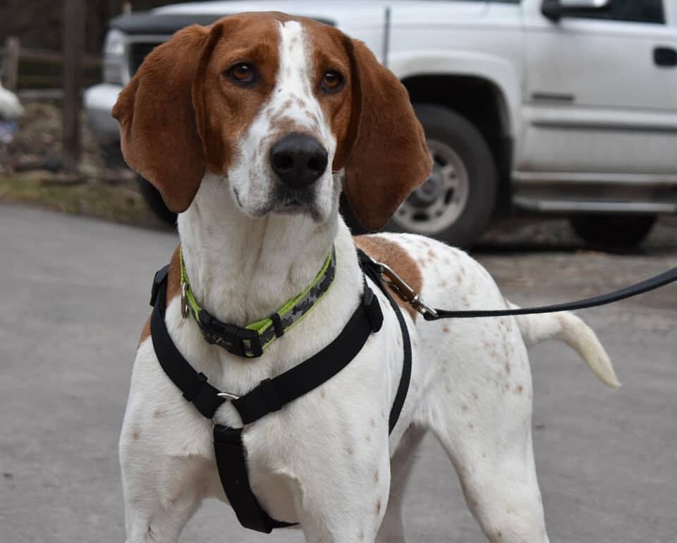 Enlarge PETE, a Adopted Coonhound in Dallas, PA image 1/1