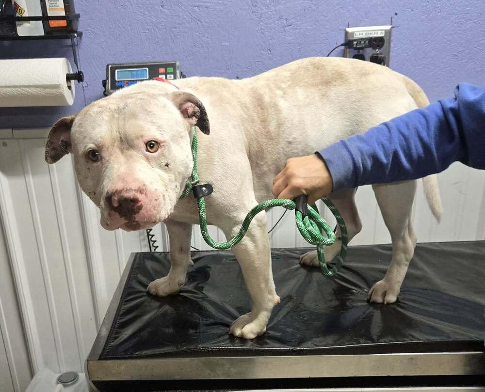 Cruthers, Adoptable, Adult Male Pit Bull Terrier.