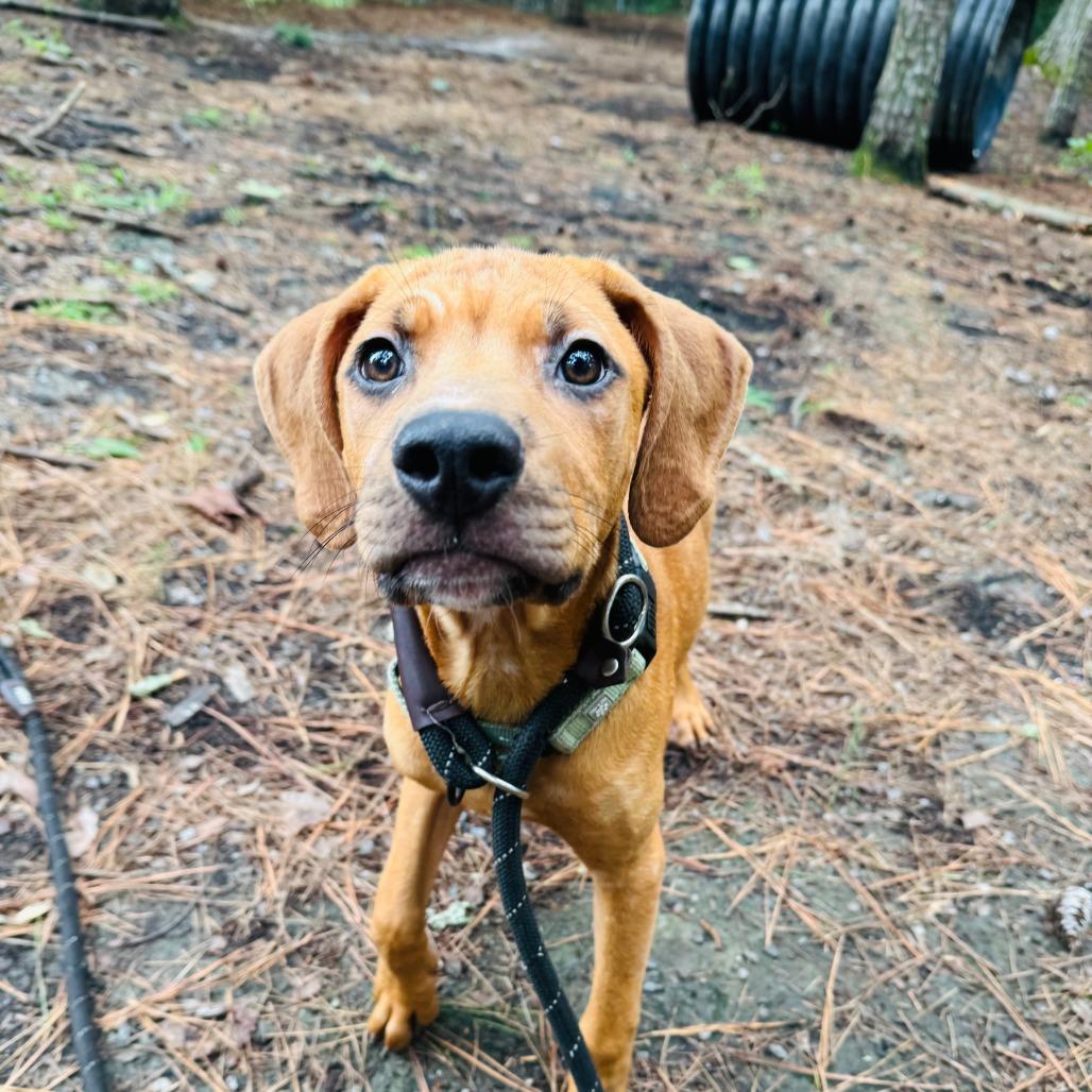 Enlarge Jeremey @ Foster, a Adoptable Mixed Breed in Summerville, SC image 1/4