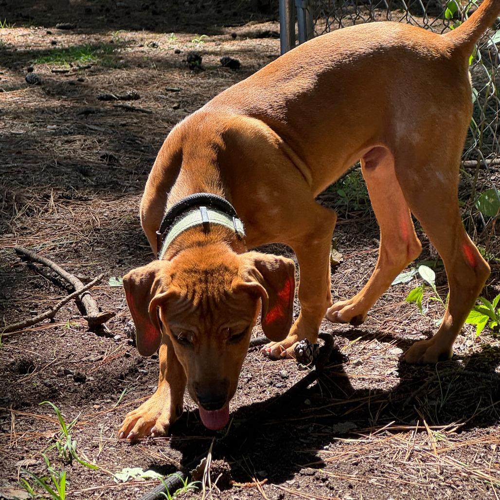 Enlarge Jeremey @ Foster, a Adoptable Mixed Breed in Summerville, SC image 2/4