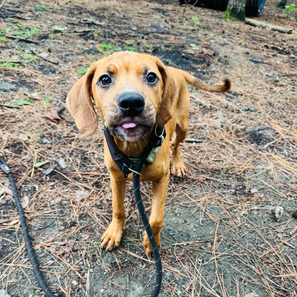 Enlarge Jeremey @ Foster, a Adoptable Mixed Breed in Summerville, SC image 3/4