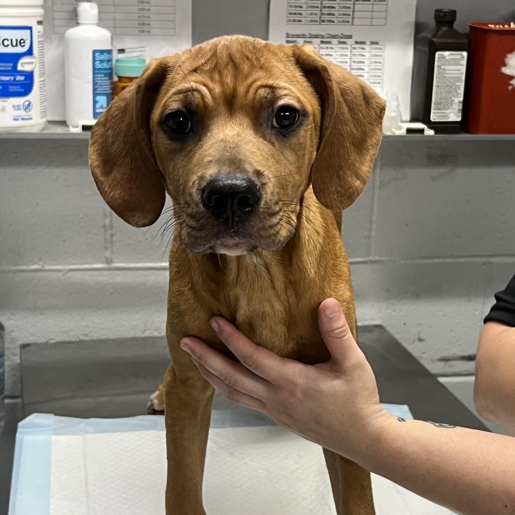 Enlarge Jeremey @ Foster, a Adoptable Mixed Breed in Summerville, SC image 4/4