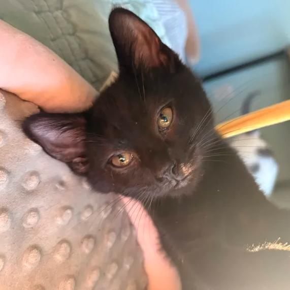 Enlarge Junimo, an adopted Domestic Short Hair in Cleveland Heights, OH image 1/1