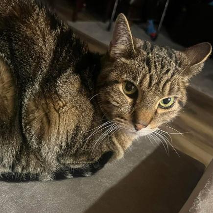 Enlarge Kitten, a Adoptable Domestic Short Hair in Layton, UT image 1/6