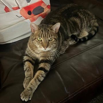 Enlarge Kitten, a Adoptable Domestic Short Hair in Layton, UT image 2/6