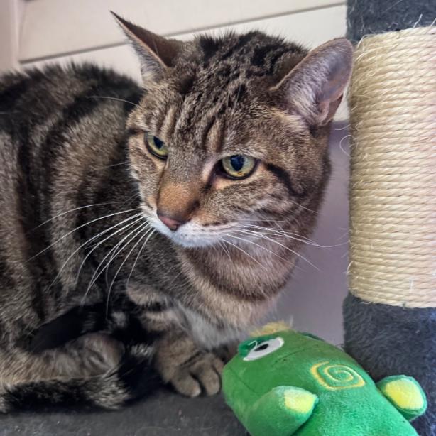 Enlarge Kitten, a Adoptable Domestic Short Hair in Layton, UT image 3/6