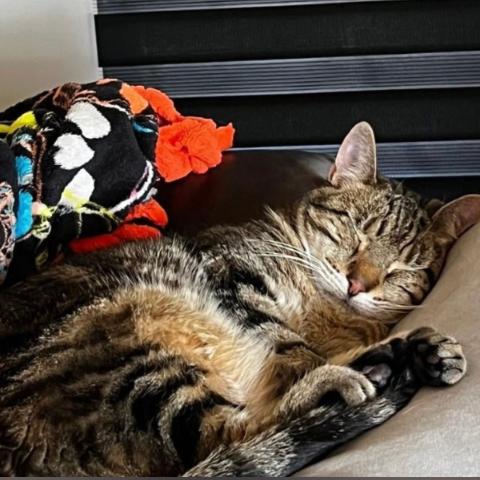 Enlarge Kitten, a Adoptable Domestic Short Hair in Layton, UT image 4/6