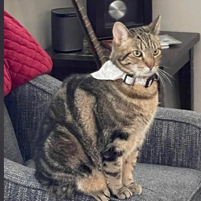 Enlarge Kitten, a Adoptable Domestic Short Hair in Layton, UT image 5/6